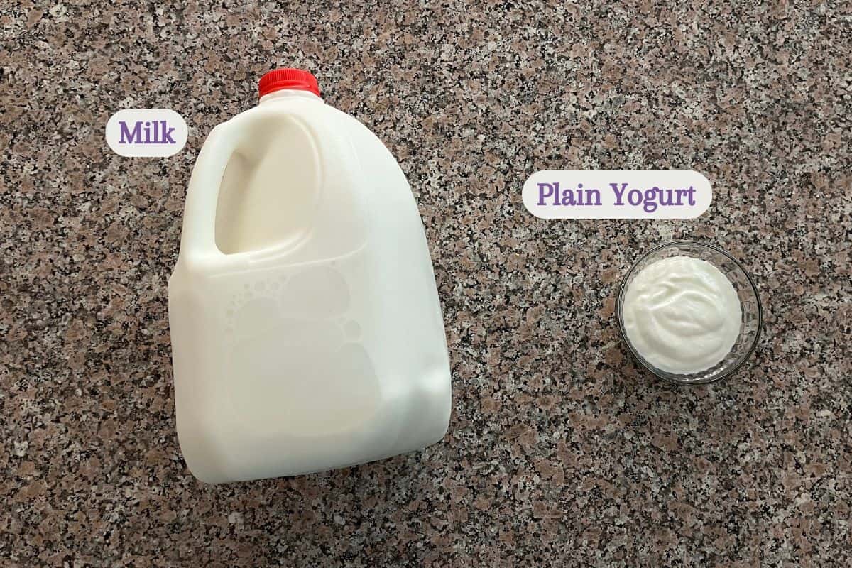 A gallon jug of milk and a small glass bowl of plain yogurt sit on a speckled countertop, labeled Milk and Plain Yogurt—perfect ingredients for making instant pot yogurt at home.